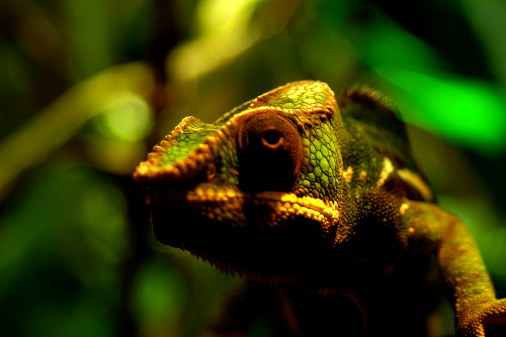 Chamäleon im Kölner Zoo