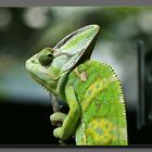 Chamäleon im Kölner Zoo / Terrarium