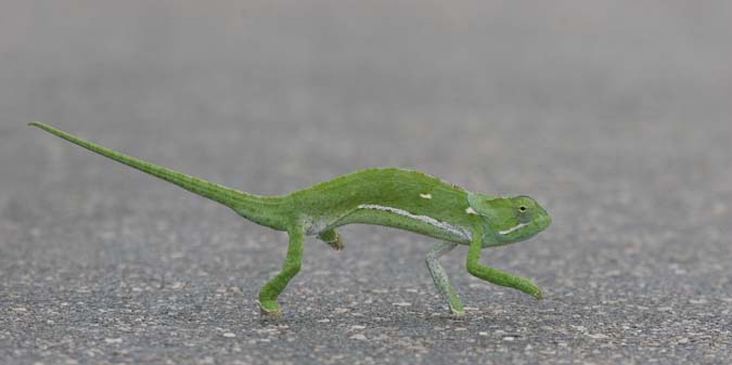 Chamäleon im Krüger NP