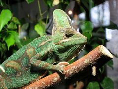 Chamäleon im Nürnberger Tiergarten