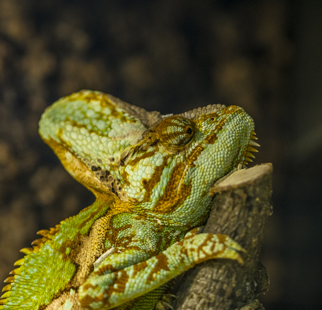 Chamäleon im Zoo K'he