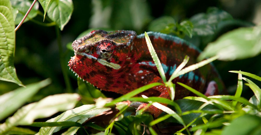 Chamäleon im Zoo Zürich