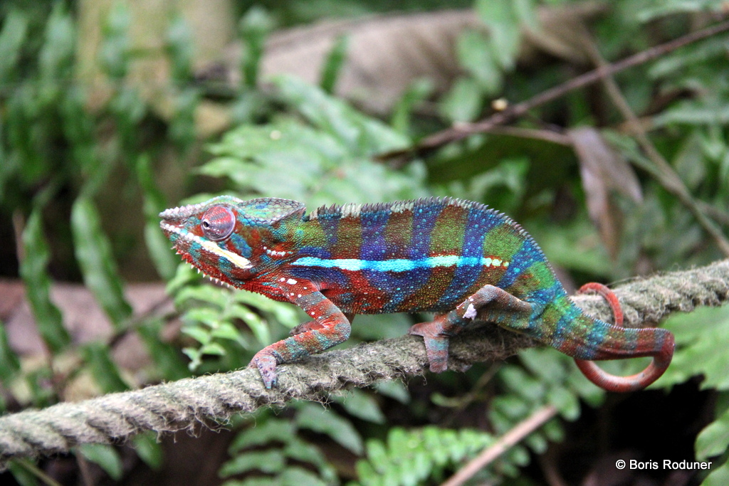 Chamäleon im Zürcher Zoo