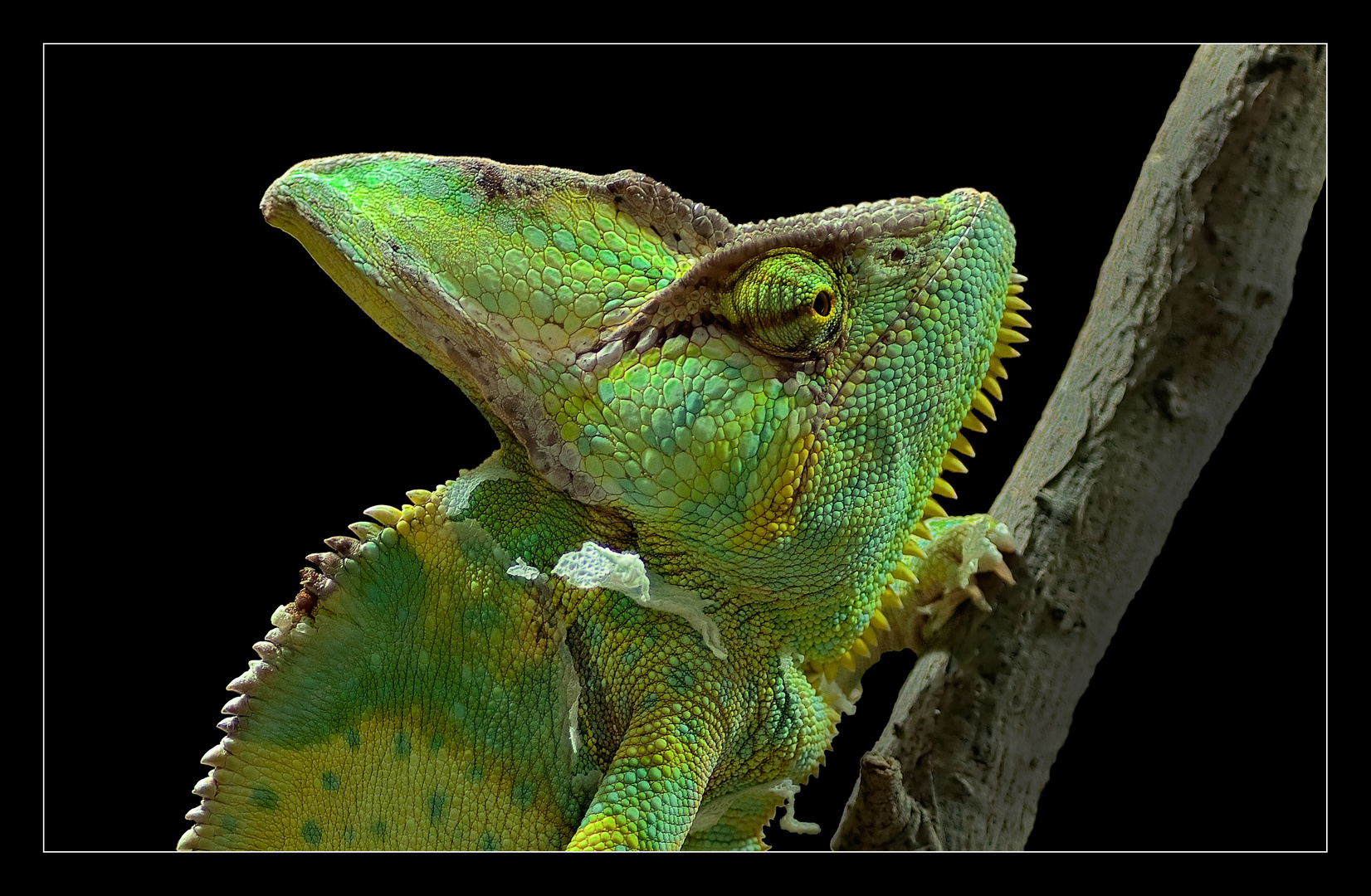 Chamaleon In Der Hautung Foto Bild Tiere Wildlife Amphibien Reptilien Bilder Auf Fotocommunity