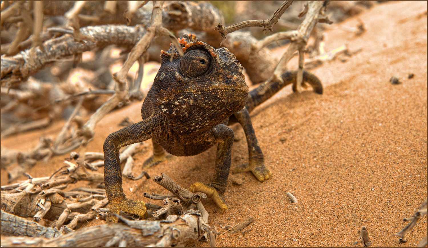 Chamäleon in der Namib