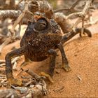 Chamäleon in der Namib