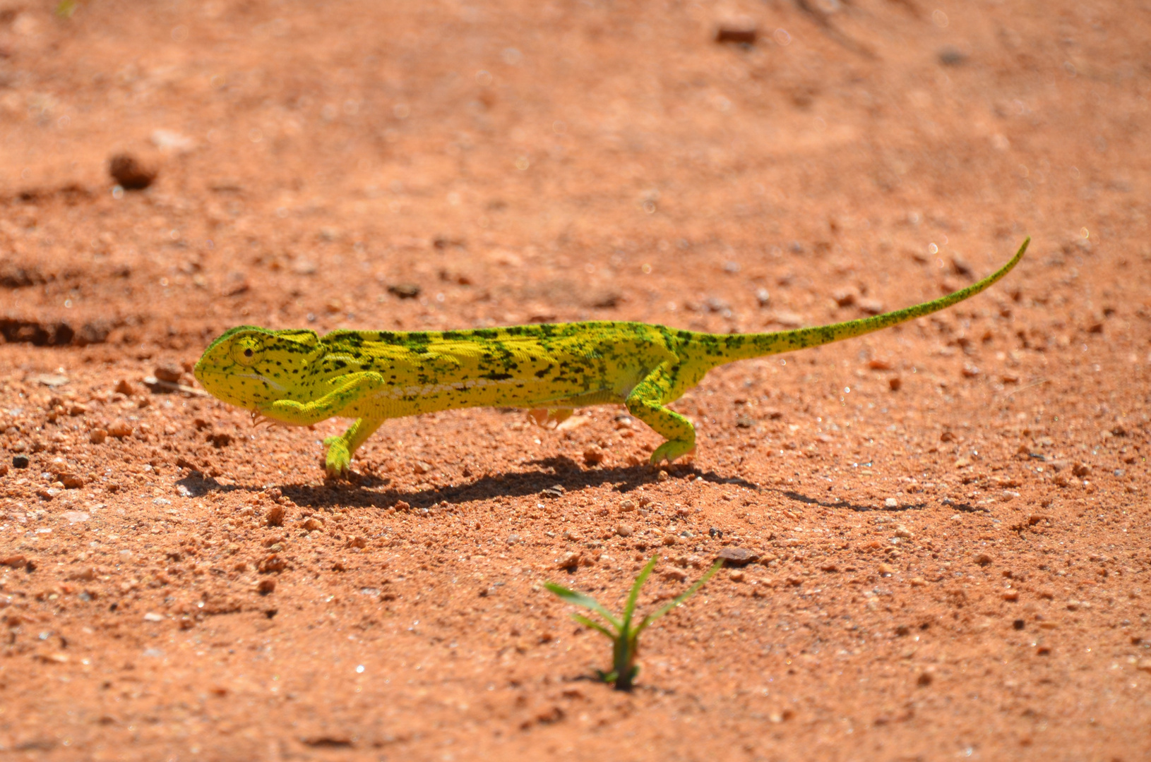 Chamäleon in Eswatini