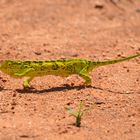 Chamäleon in Eswatini