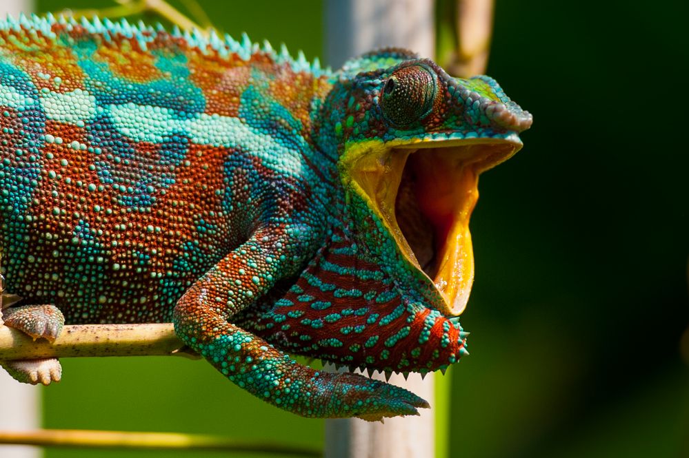 Chamäleon ist für den nächsten Fang bereit Foto & Bild | zoo, tiere ...