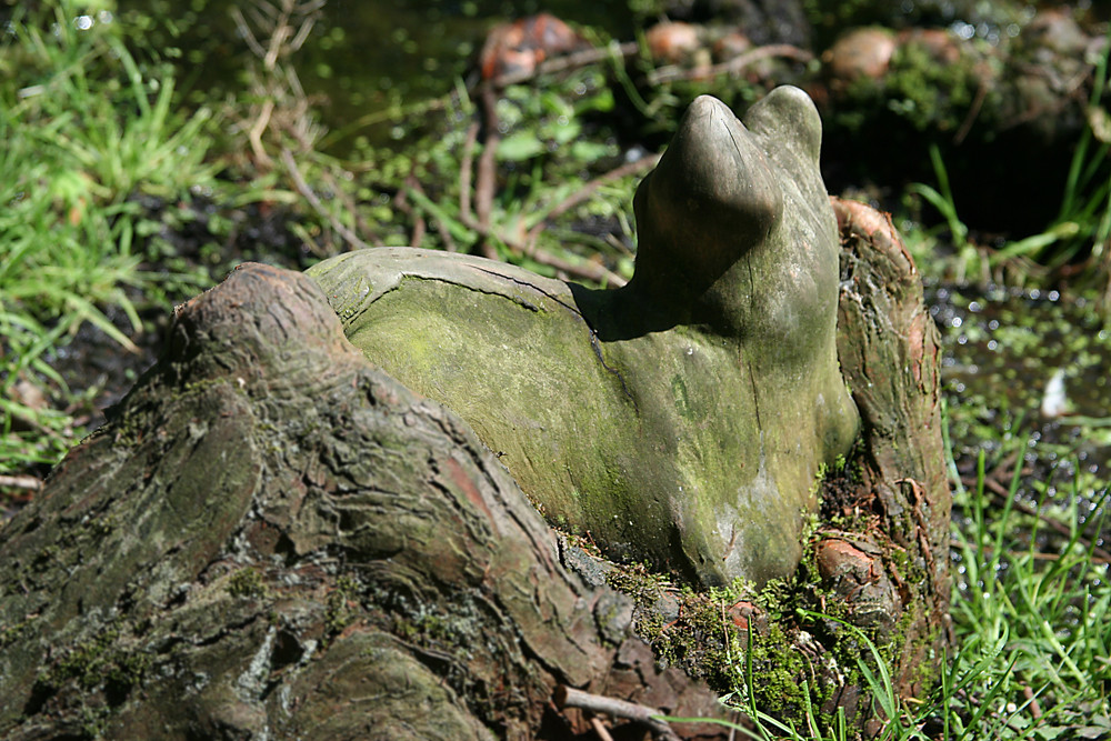 Chamäleon-Katze auf der Museumsinsel