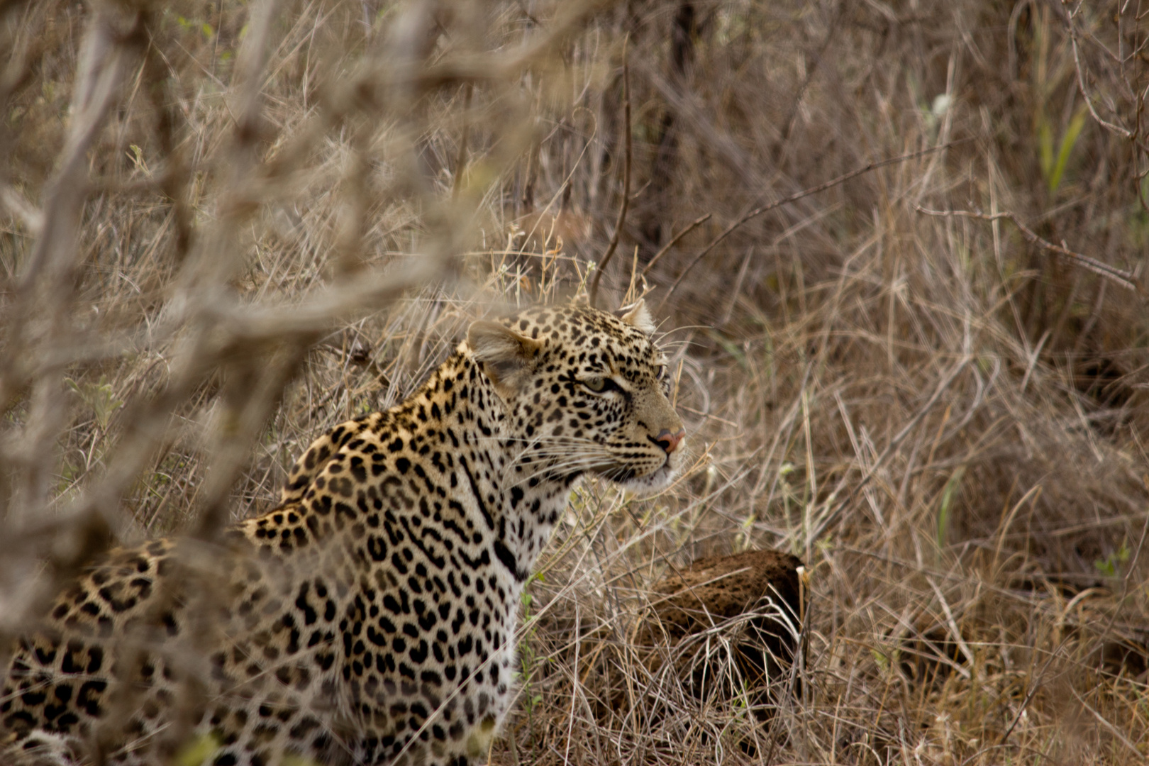 Chamäleon Leopard