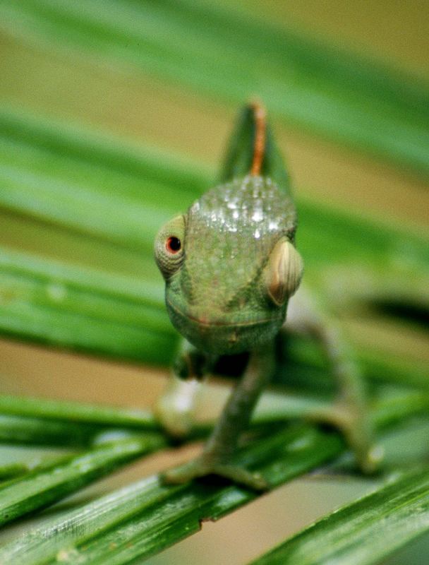 Chamaleon Madagaskar Foto Bild Tiere Wildlife Amphibien Reptilien Bilder Auf Fotocommunity