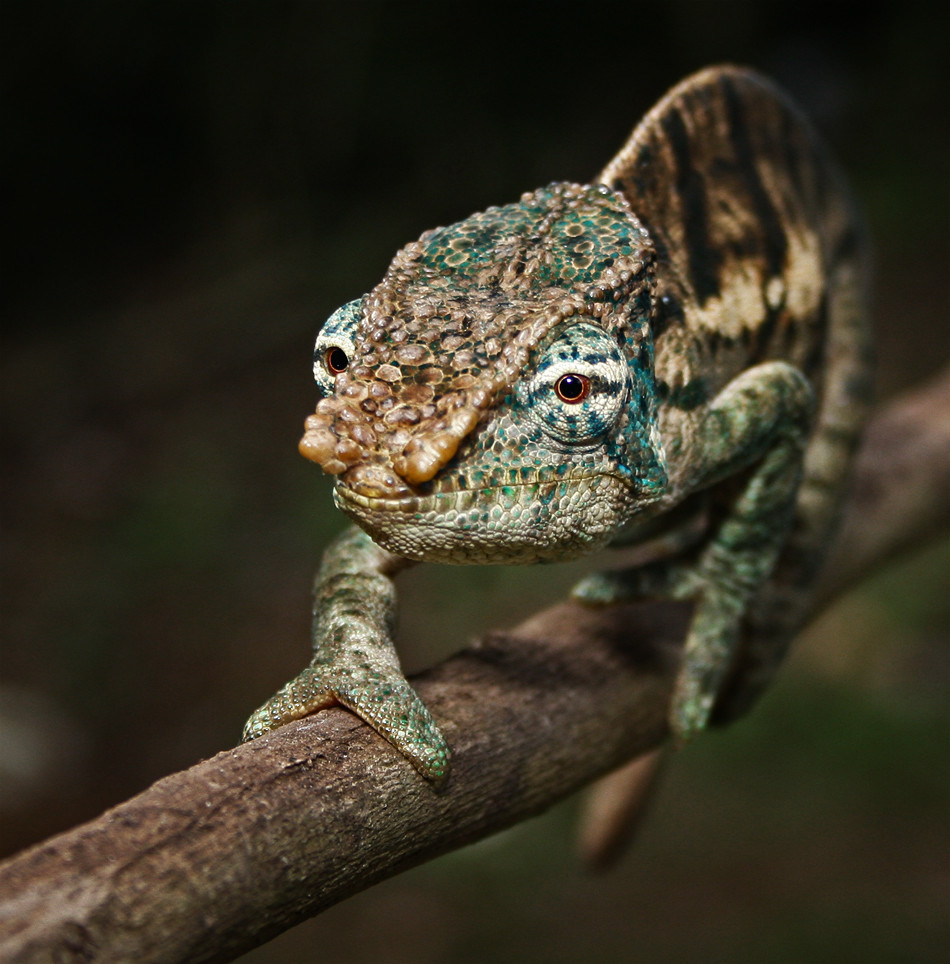 Chamäleon Madagaskar