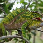 Chamäleon Madagaskar Furcifer Balteatus