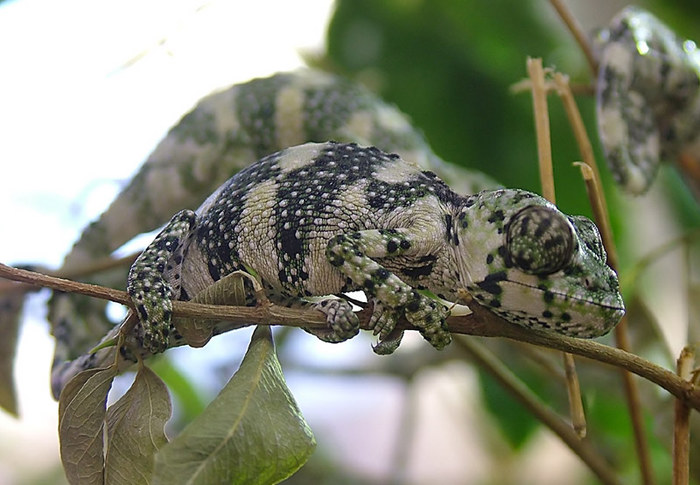 chamaeleon melleri nz