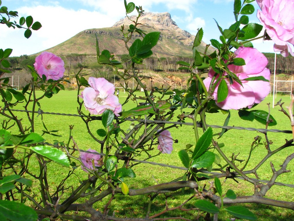 Chamäleon mit Blick auf Stellenboschberg, Südafrika