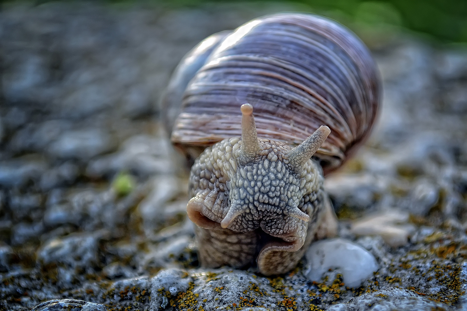 CHAMÄLEON-SCHNECKE