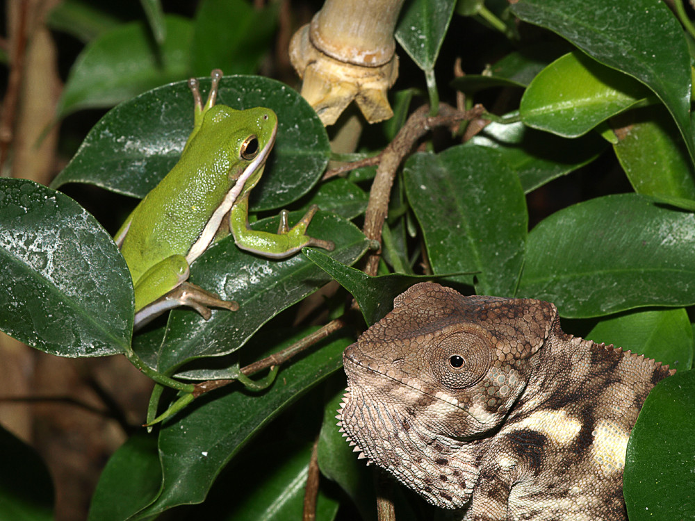 Chamäleon und Laubfrosch