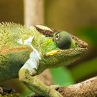 Chamäleon Zoo Augsburg