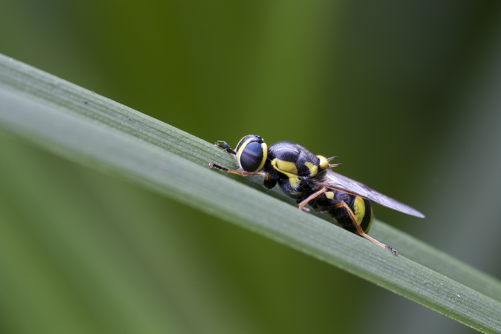 - Chamaeleonfliege (Stratiomys chamaeleon) -