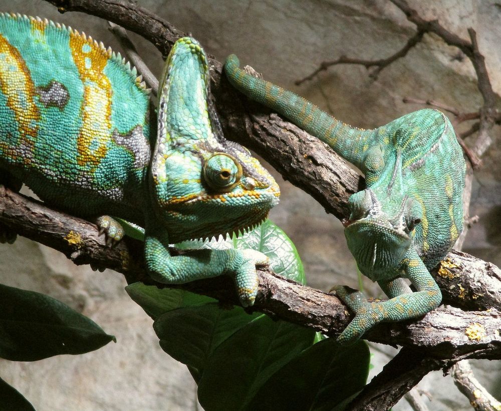Chamäleons Foto & Bild | tiere, zoo, wildpark & falknerei, amphibien