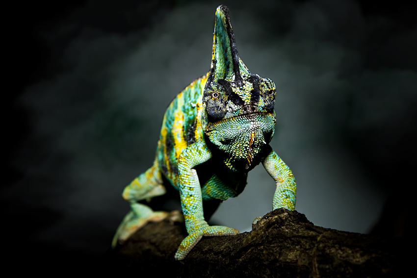 Chamäleons Foto & Bild | fotomontage, fantasy mystery, tiere Bilder auf