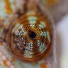 Chamälion Auge