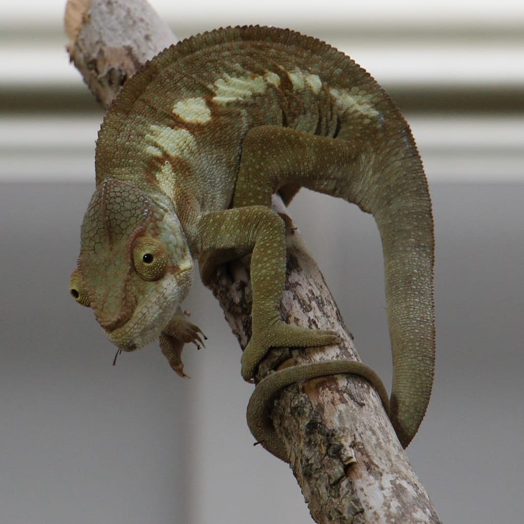 Chamälion im Leipziger Zoo 2