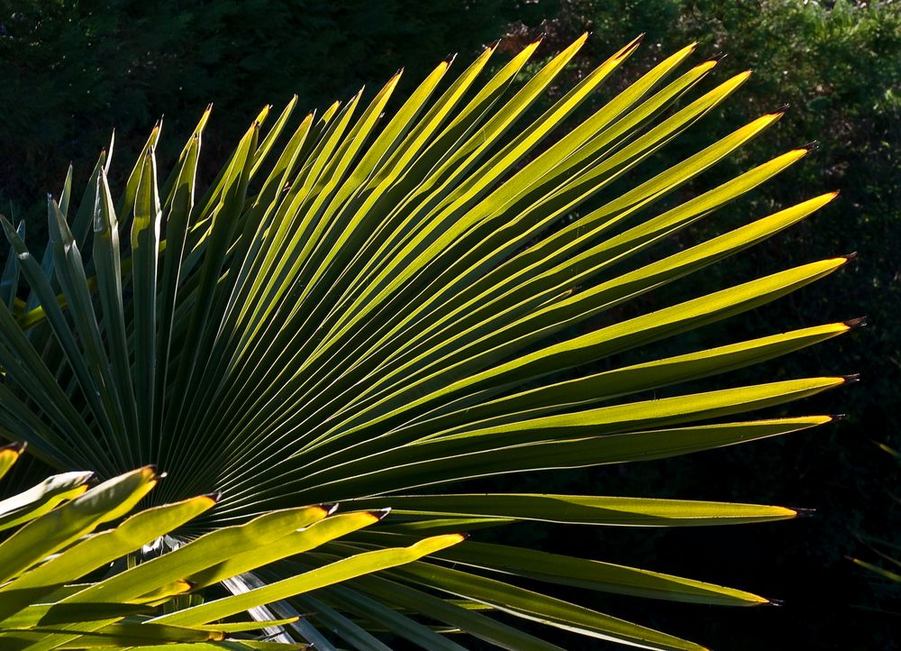 Chamaerops au soleil d’hiver