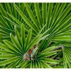 Chamaerops humilis