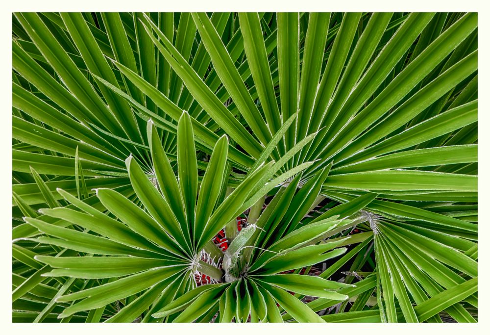 Chamaerops humilis