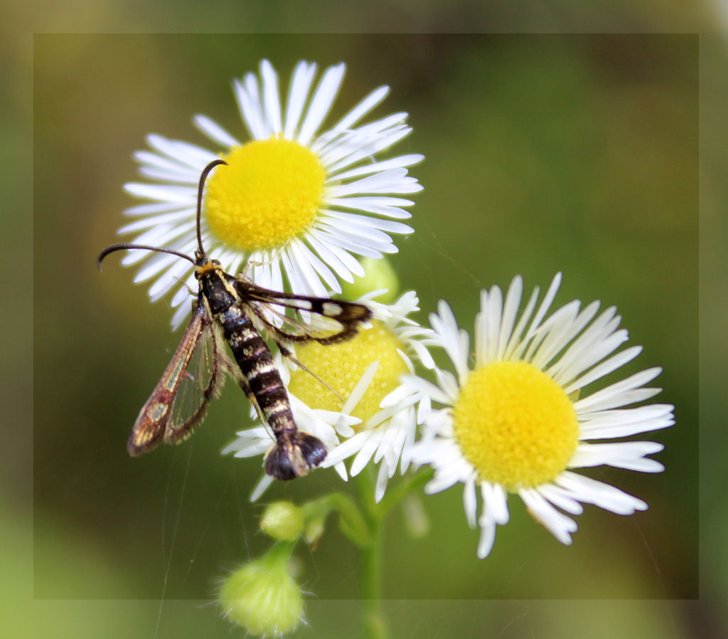  Chamaesphecia empiformis- Zypressen Wolfsmilch Glasflügler 