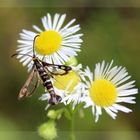  Chamaesphecia empiformis- Zypressen Wolfsmilch Glasflügler 