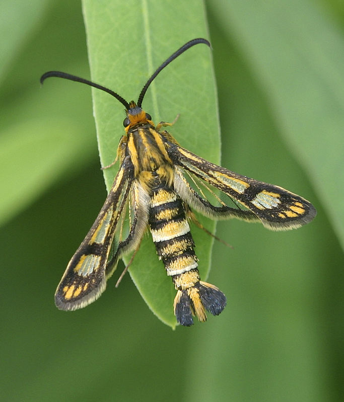 Chamaesphecia tenthrediniformis