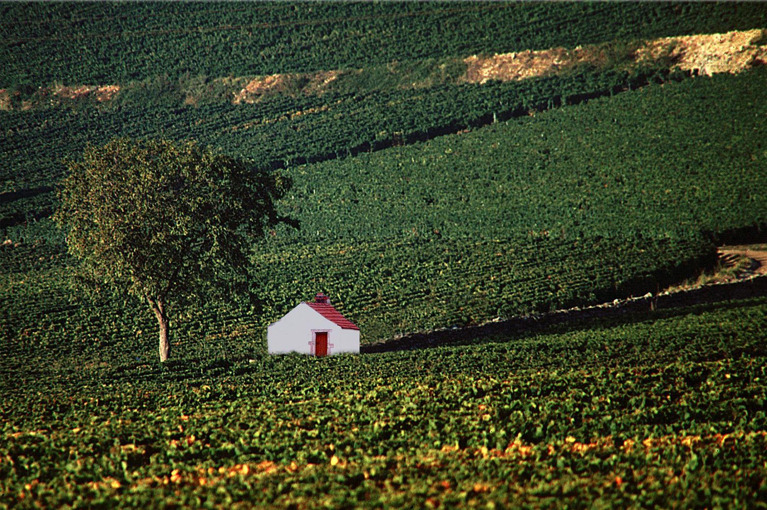 Chambertin