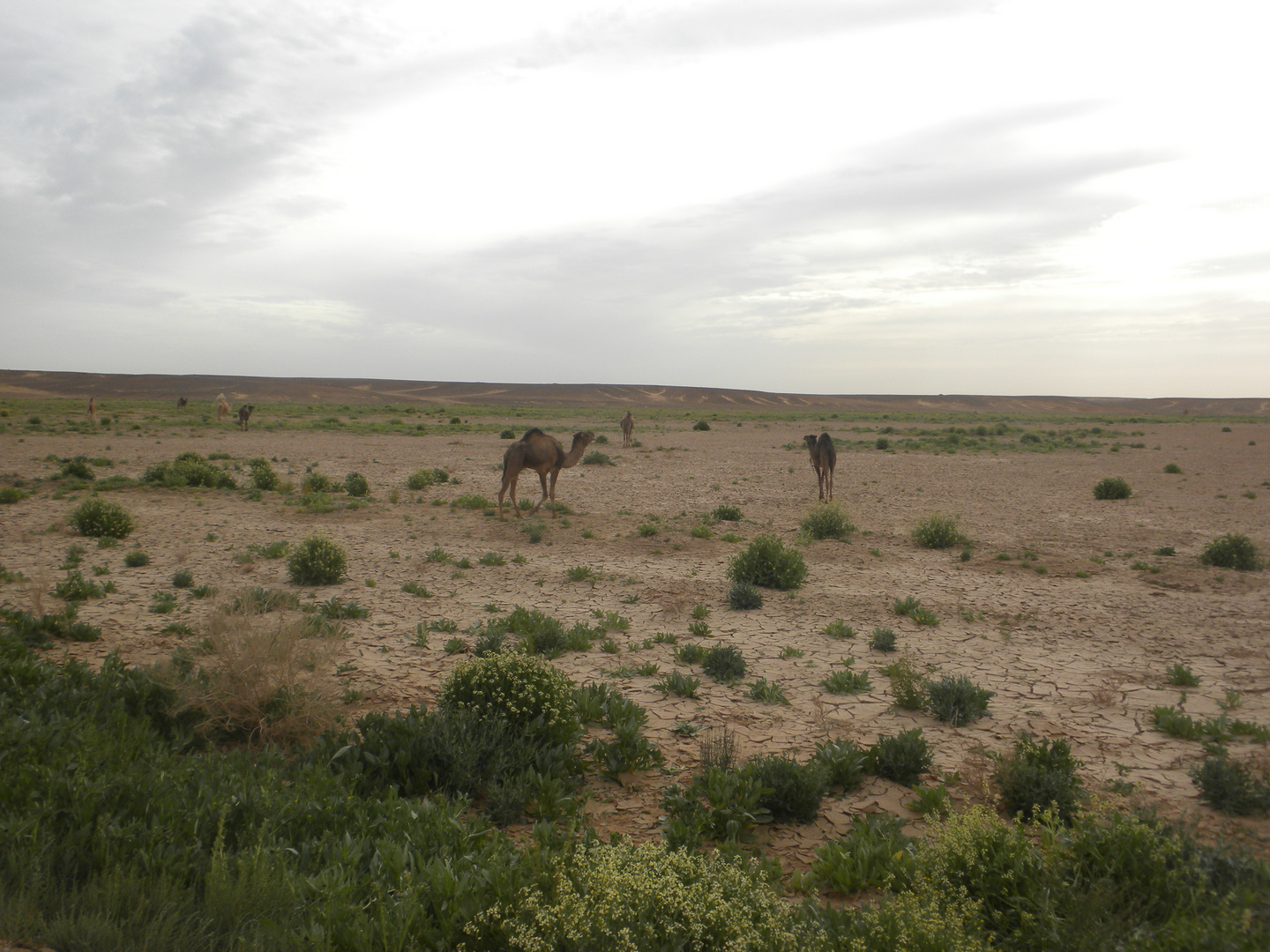 Chameaux de Touareg au Repos