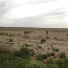 Chameaux de Touareg au Repos