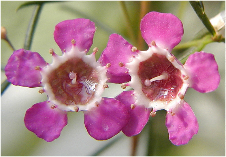 Chamelaucium uncinatum