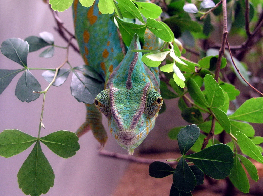 Chameleon