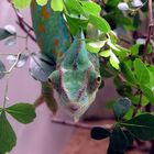 Chameleon