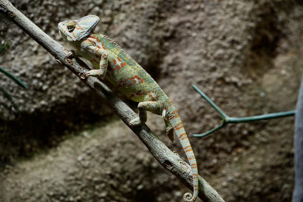 Chameleon