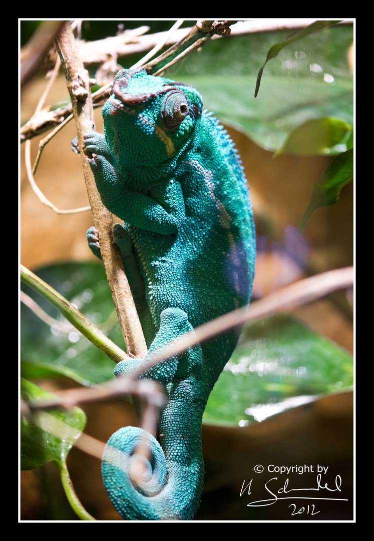 Chameleon