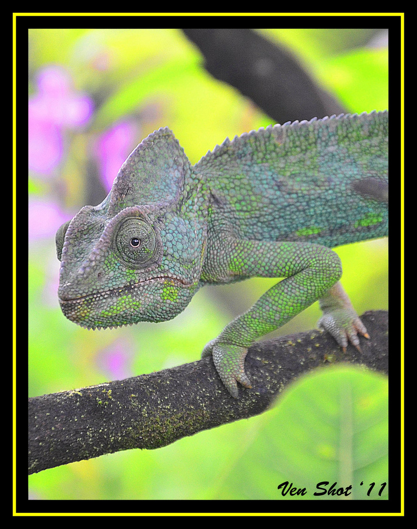 CHAMELEON