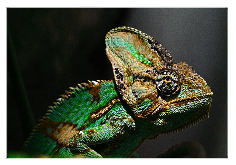 Chameleon