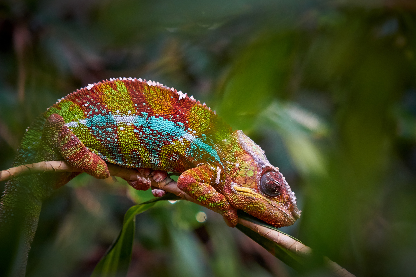 Chameleon Foto & Bild | tiere, zoo, wildpark & falknerei, amphibien ...