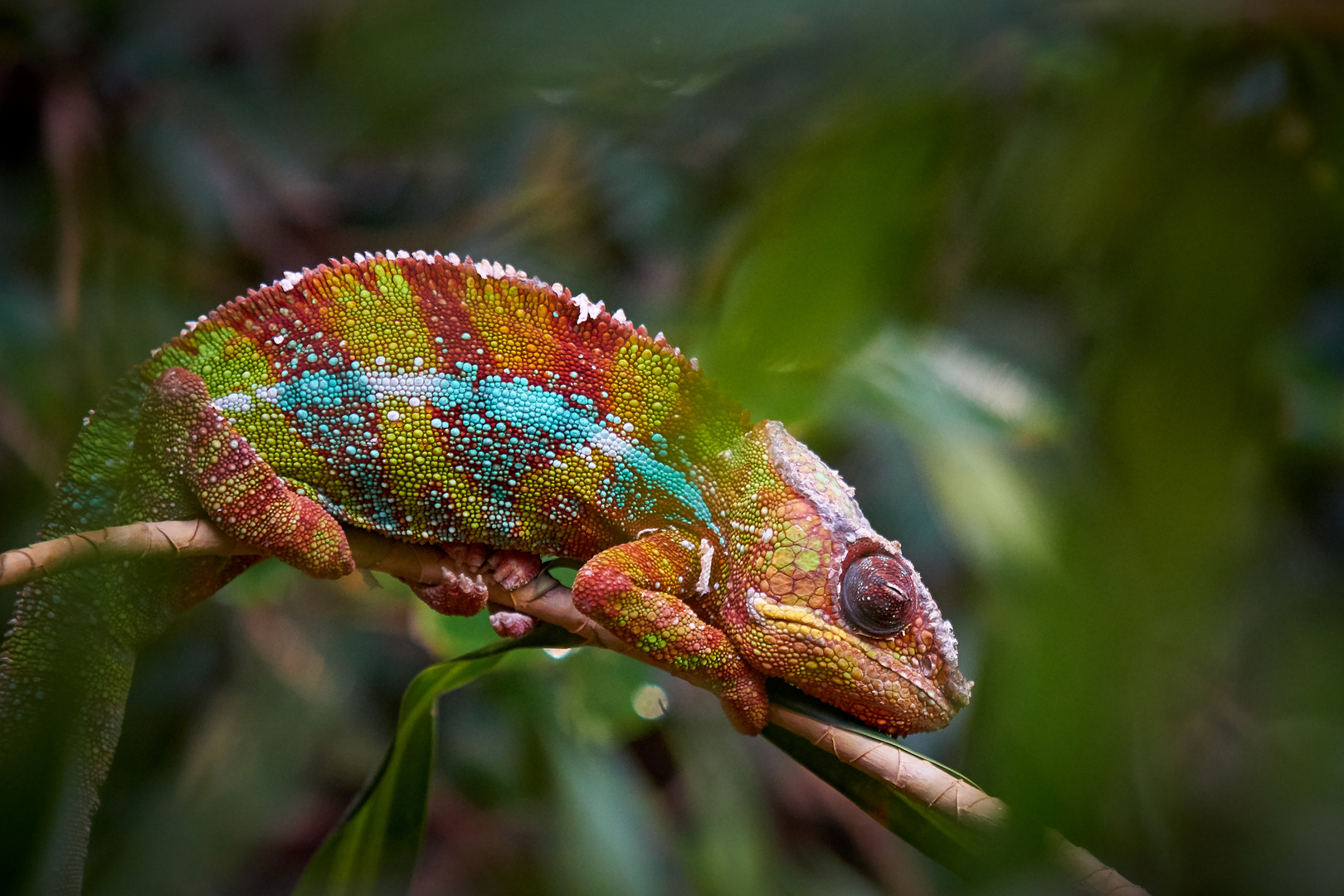 Chameleon