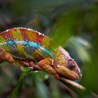 Chameleon