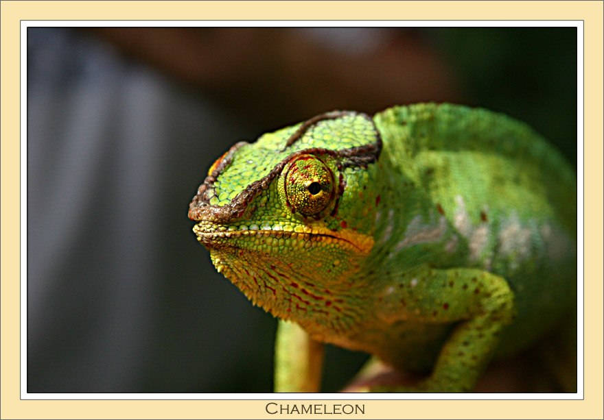 Chameleon