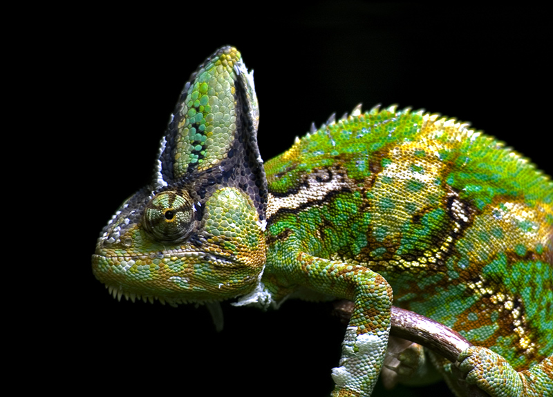 Chameleon