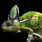 Chameleon